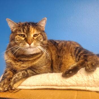 Flan -  Domestic Short Hair Cat for Adoption in Polson, Montana - Flan | PetCurious