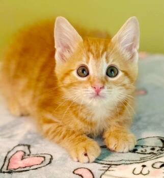 Maverick is happy chirpy fun - What a mush -  Tabby and Maine Coon Cat for Adoption in Bedford Hills, New York - Maverick Is Happy Chirpy Fun - What A Mush | PetCurious