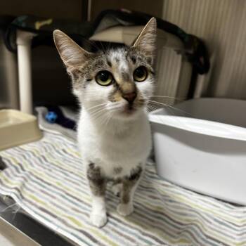 Deanna -  Domestic Short Hair Cat for Adoption in Harrisville, West Virginia - Deanna | PetCurious
