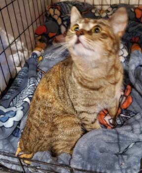 Domestic Short Hair Cats Available for Adoption - Lucilla 7477 | PetCurious