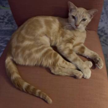 Peach -  Domestic Short Hair and Tabby Cat for Adoption in Houston, Texas - Peach | PetCurious