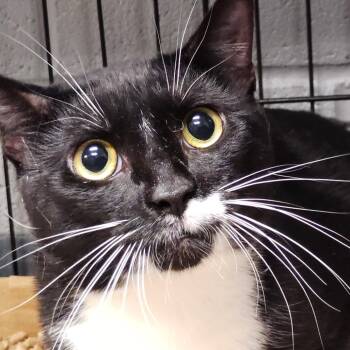 Cedric -  Domestic Short Hair Cat Available for Adoption in Allentown, Pennsylvania - Cedric | PetCurious