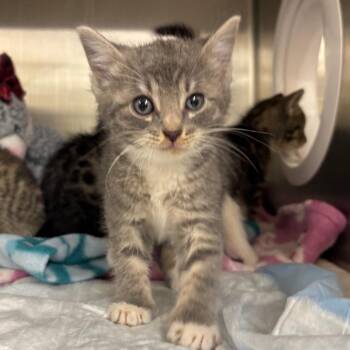 Candace -  Domestic Short Hair Cat for Adoption in West Palm Beach, Florida - Candace | PetCurious