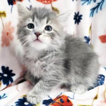 Gobbledygook -  Domestic Medium Hair Cat for Adoption in Mt. Juliet, Tennessee - Gobbledygook | PetCurious