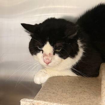 Willow -  Domestic Long Hair Cat for Adoption in Philadelphia, Pennsylvania - Willow | PetCurious