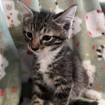 Murph -  Domestic Short Hair Cat for Adoption in Shelbyville, Indiana - Murph | PetCurious