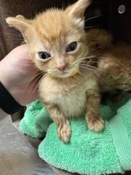 SPLASH -  Domestic Short Hair Cat for Adoption in Cookeville, Tennessee - SPLASH | PetCurious
