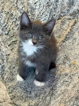 Paloma -  Domestic Short Hair Cat for Adoption in Brighton, New York - Paloma | PetCurious