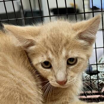 Sonic -  Domestic Short Hair Cat for Adoption in Las Cruces, New Mexico - Sonic | PetCurious