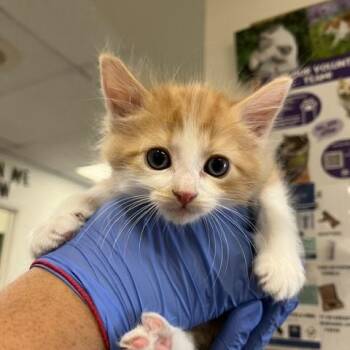 Chance -  Domestic Long Hair Cat Available for Adoption in Los Angeles, California - Chance | PetCurious
