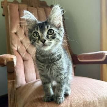 Ronald -  Domestic Medium Hair Cat for Adoption in Beloit, Ohio - Ronald | PetCurious