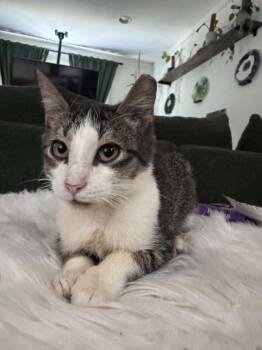 Lunar Eclipse -  Domestic Short Hair Cat for Adoption in Augusta, Georgia - Lunar Eclipse | PetCurious