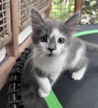 Mouse -  Domestic Medium Hair Cat for Adoption in Pittsboro, North Carolina - Mouse | PetCurious