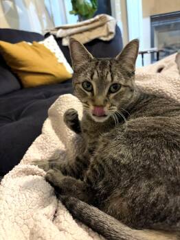 Domestic Short Hair Cats Available for Adoption - Mimi | PetCurious