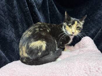 Domestic Short Hair Cats Available for Adoption - NAOMI | PetCurious