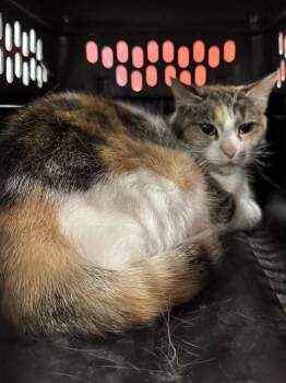 KEEKEE -  Domestic Short Hair Cat for Adoption in Louisville, Kentucky - KEEKEE | PetCurious