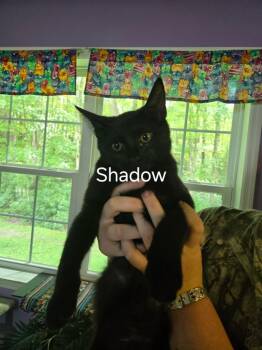 Shadow -  Domestic Short Hair Cat for Adoption in Cambridge, Maryland - Shadow | PetCurious