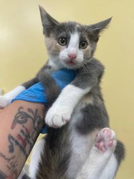 Rescue Domestic Short Hair Cats for Adoption in Honolulu, Hawaii - Gloria | PetCurious
