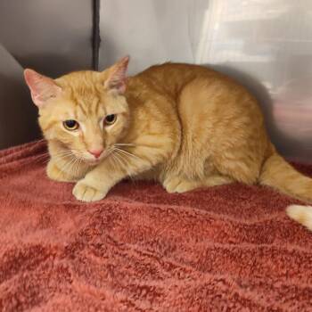 Domestic Short Hair Cats Available for Adoption in Lake Panasoffkee, Florida - Harlow | PetCurious