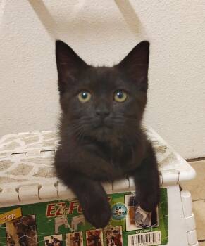 Miyazaki -  Domestic Short Hair Cat for Adoption in Denver, Colorado - Miyazaki | PetCurious