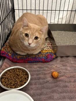 Squeakers -  Domestic Short Hair Cat for Adoption in Baraboo, Wisconsin - Squeakers | PetCurious