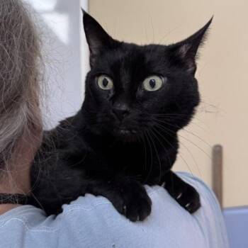 Lola -  Domestic Short Hair Cat for Adoption in Richmond, Virginia - Lola | PetCurious