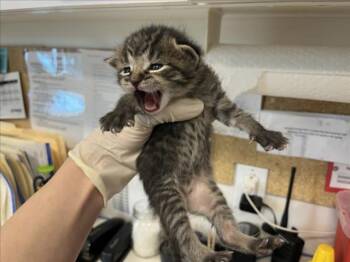 Domestic Short Hair Cats Available for Adoption in Santa Fe, New Mexico - BLISS | PetCurious