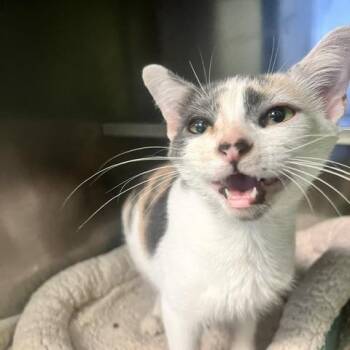 Mary -  Domestic Short Hair Cat for Adoption in Dayton, Ohio - Mary | PetCurious