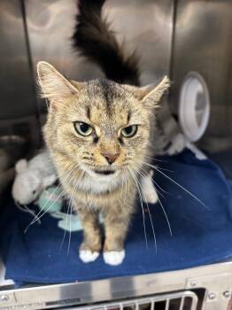 Maple -  Domestic Medium Hair Cat for Adoption in Findlay, Ohio - Maple | PetCurious