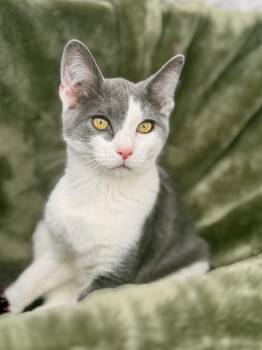 Vinicius-Transport -  Domestic Short Hair Cat for Adoption in Gradyville, Kentucky - Vinicius-Transport | PetCurious