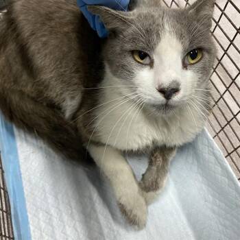 A611128 -  Domestic Short Hair Cat for Adoption in Modesto, California - A611128 | PetCurious