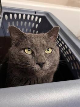 BATMAN -  Domestic Short Hair Cat for Adoption in Derwood, Maryland - BATMAN | PetCurious