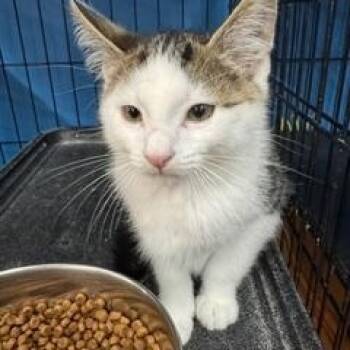 Possum -  Domestic Short Hair Cat for Adoption in Louisville, Kentucky - Possum | PetCurious