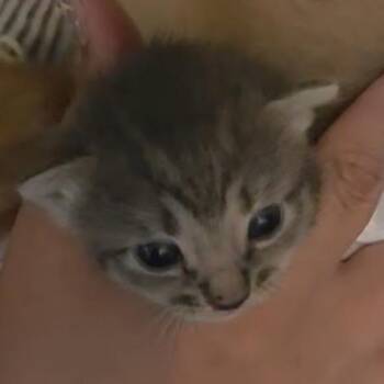 Pisa -  Domestic Short Hair Cat for Adoption in New York, New York - Pisa | PetCurious