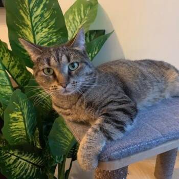 Rescue Domestic Short Hair Cats for Adoption in Saint-jacques, Quebec - Zaza | PetCurious