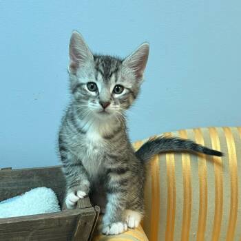 Domestic Medium Hair Cats Available for Adoption in Granville, Ohio - Rob Roy | PetCurious