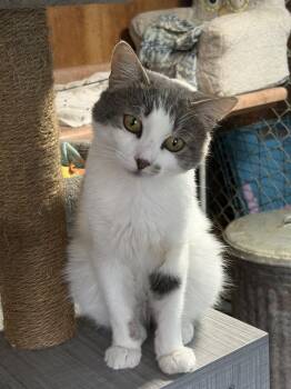 CARSON -  Domestic Medium Hair Cat for Adoption in New Woodstock, New York - CARSON | PetCurious