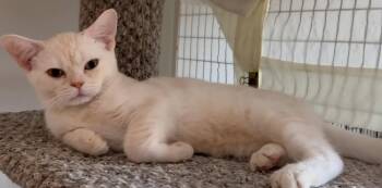 Wisp -  American Shorthair Cat for Adoption in Phoenix, Arizona - Wisp | PetCurious