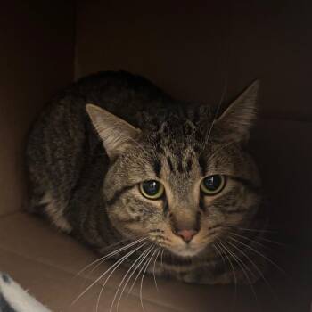Domestic Short Hair Cats Available for Adoption in Ballston Spa, New York - Bandit | PetCurious