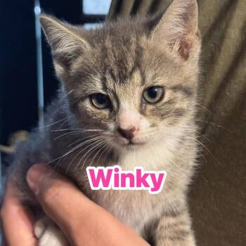 Winkie -  Domestic Short Hair Cat for Adoption in Huntington, West Virginia - Winkie | PetCurious