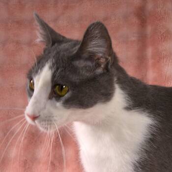 Rhett -  Domestic Short Hair Cat Available for Adoption in Traverse City, Michigan - Rhett | PetCurious