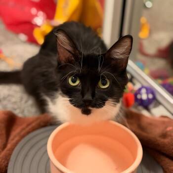 Brandywine Starkey -  Domestic Medium Hair Cat for Adoption in Morrison, Colorado - Brandywine Starkey | PetCurious