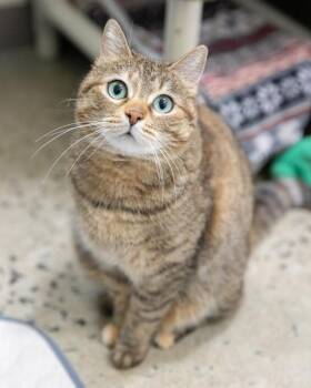 REESE -  Domestic Short Hair Cat for Adoption in Leesburg, Virginia - REESE | PetCurious