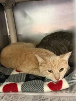 Domestic Short Hair Cats Available for Adoption in Cincinnati, Ohio - Pick Up Sticks | PetCurious