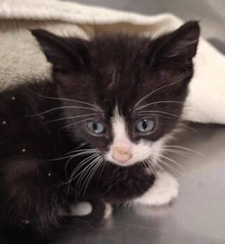 Chester -  Domestic Short Hair Cat for Adoption in Vancouver, Washington - Chester | PetCurious