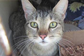 FRANCINE -  Domestic Short Hair Cat Available for Adoption in Santa Rosa, California - FRANCINE | PetCurious