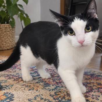Jean-Luc -  Domestic Short Hair Cat for Adoption in Traverse City, Michigan - Jean-Luc | PetCurious