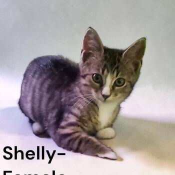 Shelly -  Domestic Short Hair Cat for Adoption in Carmel, Indiana - Shelly | PetCurious