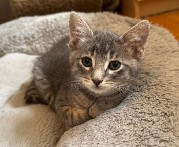 Rescue Domestic Short Hair Cats for Adoption in Redmond, Washington - Railroad Nine | PetCurious