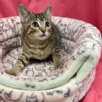 Mako -  Domestic Short Hair Cat for Adoption in Green Valley, Arizona - Mako | PetCurious